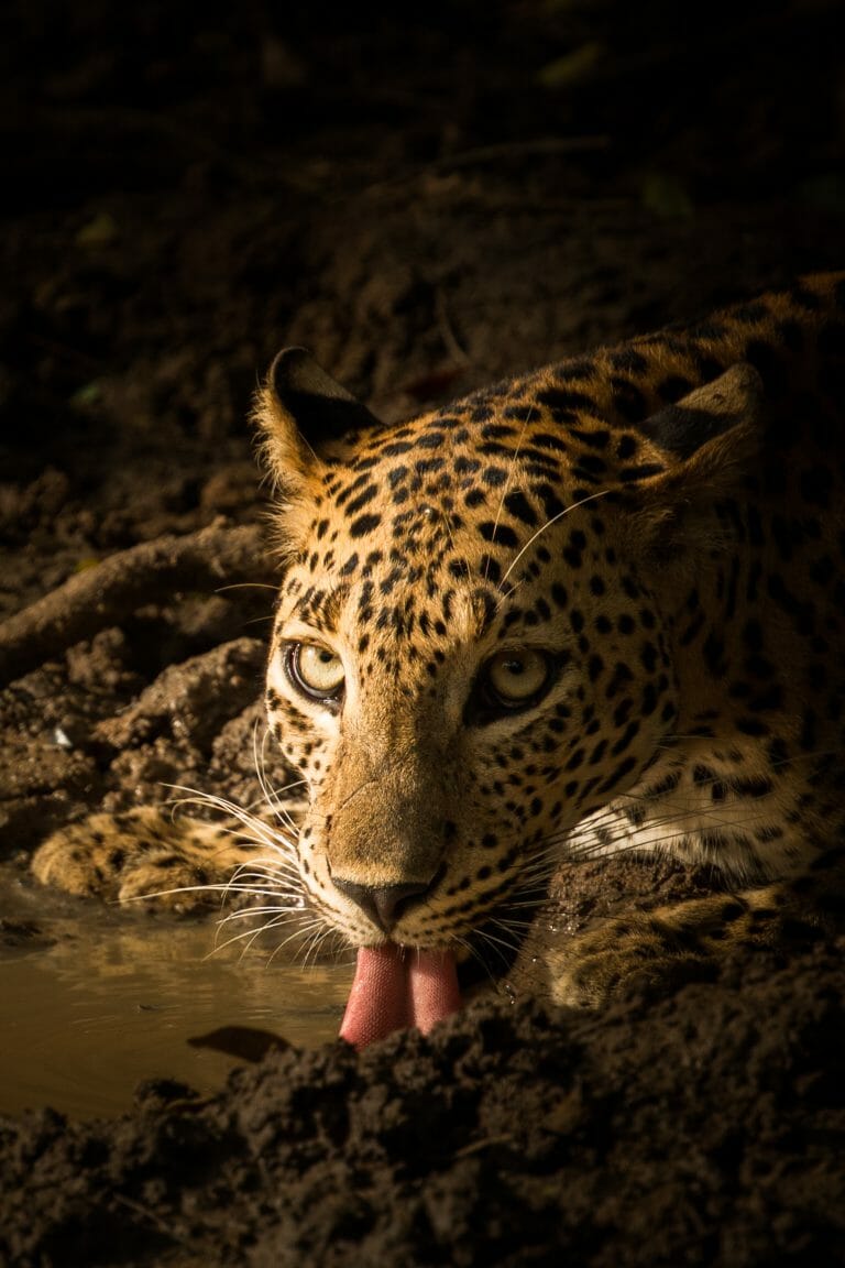 Sri_Lankan_leopard_(Panthera_pardus_kotiya)_